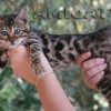 Bengal Mini Leopardo Amicat´s Filhotes Preço Comprar Vender